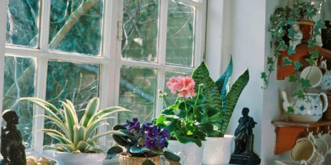 Lunární kalendář vnitřních rostlin za srpen 2021